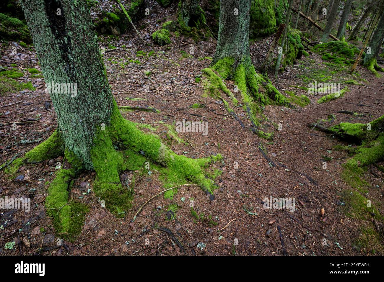 Bellissimo muschio verde sugli abeti rossi vicino a Hvalbukt a Årvoldtangen vicino al lago Vansjø, Moss kommune, Østfold, Norvegia, Scandinavia. Foto Stock