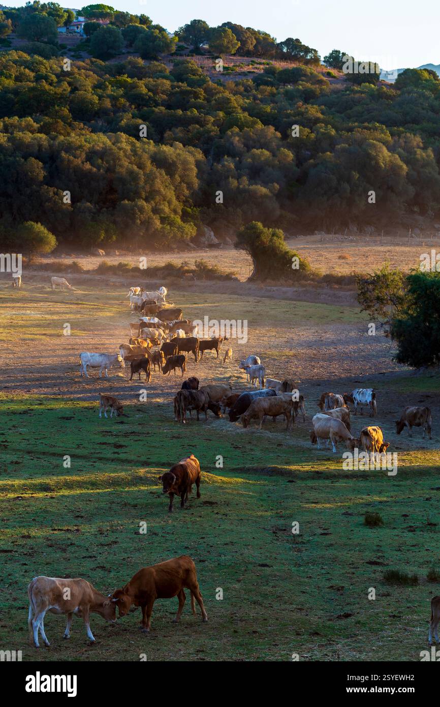 La Corsicana è una razza bovina francese originaria dell'isola della Corsica. Mucca corsa in campagna, isola corsica, francia. Foto Stock