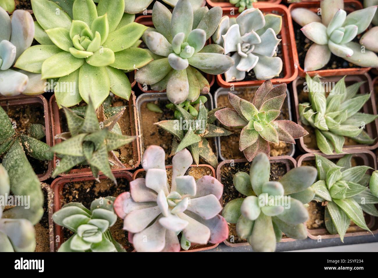 Una lussureggiante oasi interna di varie succulente, ognuna annidata in classiche pentole di terracotta Foto Stock Una lussureggiante oasi interna di varie succulente, ognuna annidata in classiche pentole di terracotta Foto Stock