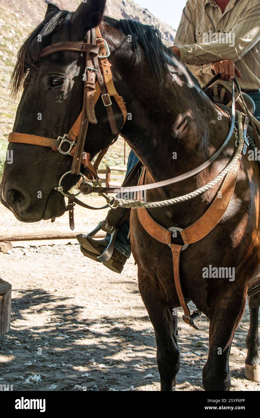 Un cowboy siede sul suo cavallo. Icona dell'ovest americano. Foto Stock