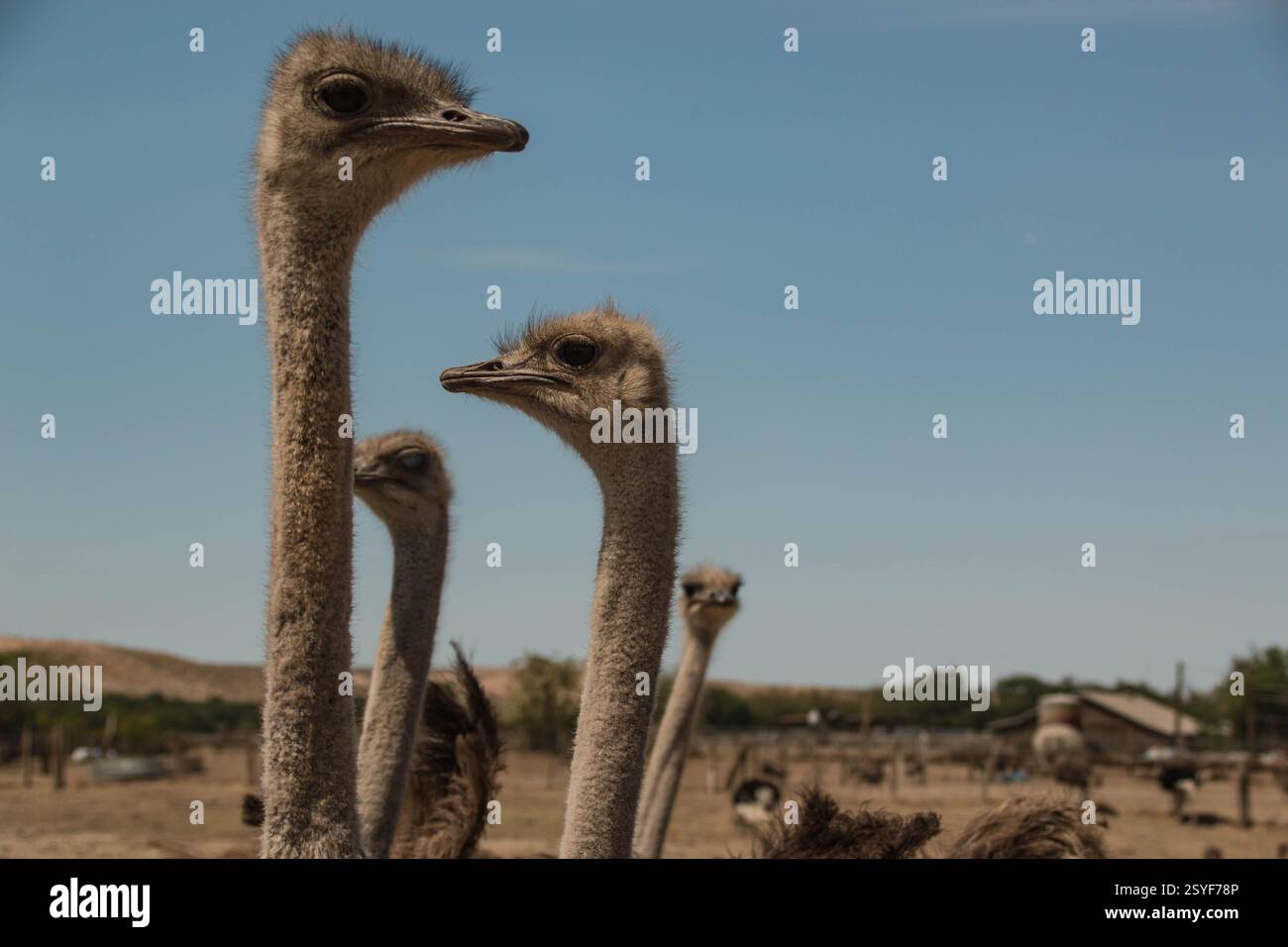Gli struzzi con collo lungo osservano curiosamente un allevamento di struzzi. Foto Stock