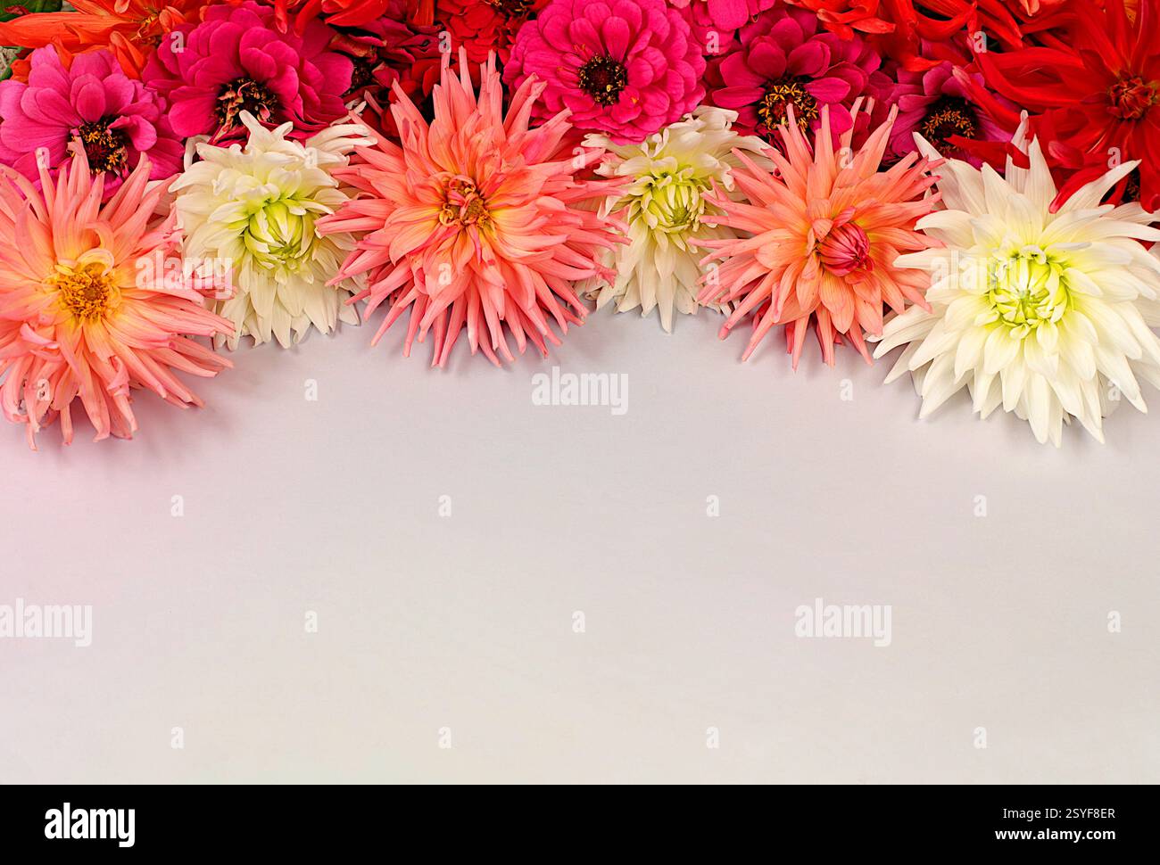 Splendido banner autunnale con dahlia, gerberas e aster con spazio per testo, composizione floreale astratta, tessera vacanza, natura morta stagionale 'Salve, Foto Stock