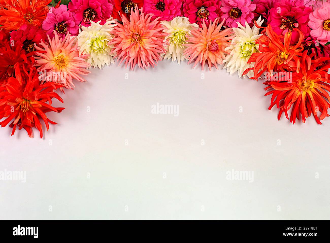 Splendido banner autunnale con dahlia, gerberas e aster con spazio per testo, composizione floreale astratta, tessera vacanza, natura morta stagionale 'Salve, Foto Stock