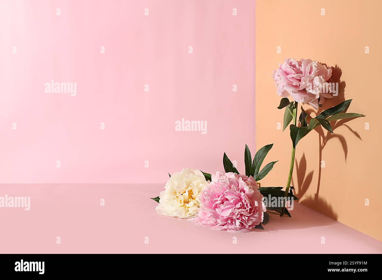 Sfondo astratto con fiori di peonia e ombre nitide. Disposizione floreale minima, una vetrina vuota per la dimostrazione o la presentazione di cosmetici Foto Stock