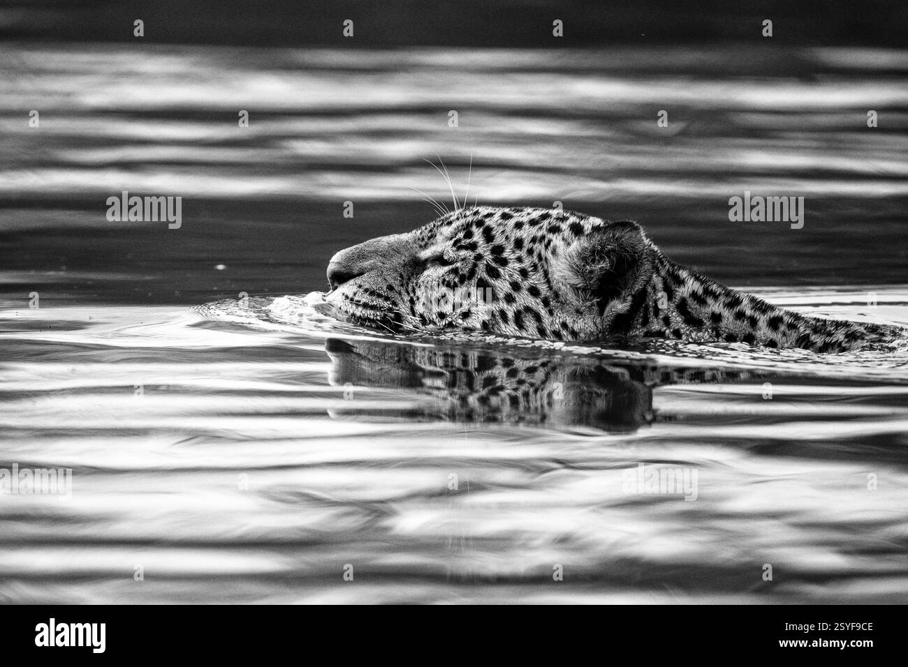 Giaguaro che nuota attraverso il fiume nero nel Pantanal, bianco e nero Foto Stock