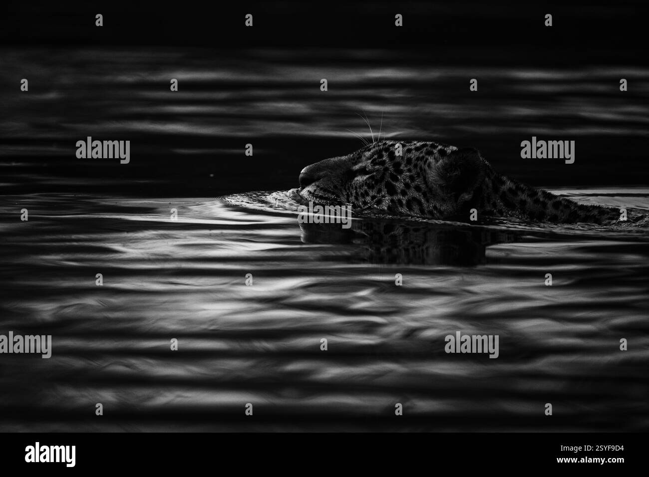 Giaguaro che nuota attraverso il fiume nero nel Pantanal, bianco e nero Foto Stock