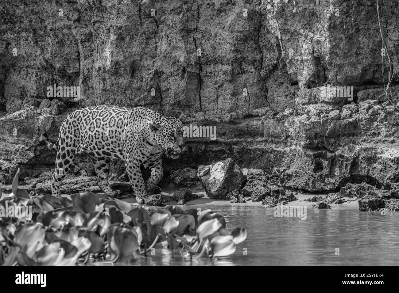 Giaguaro bianco e nero che alimenta il fiume Foto Stock
