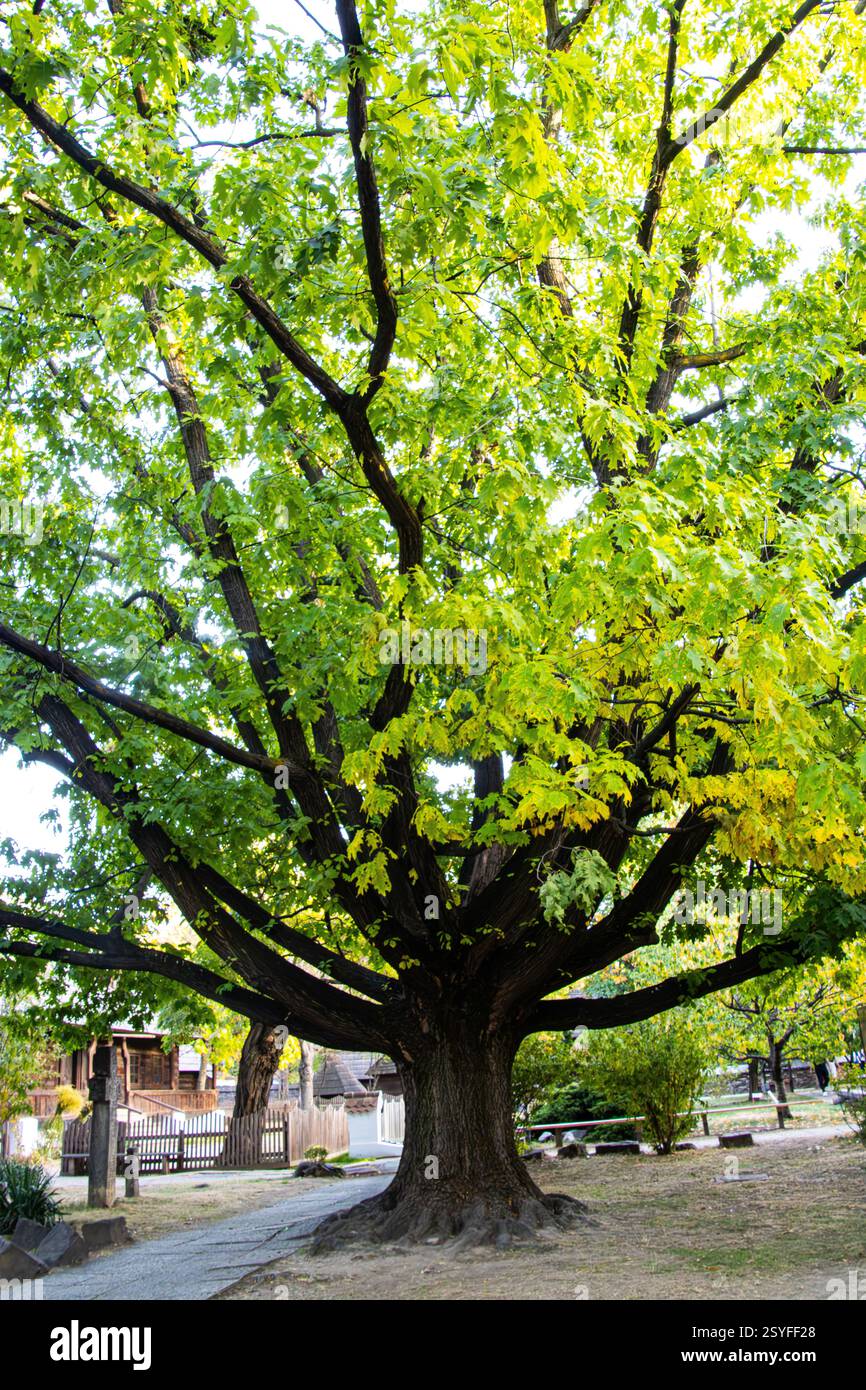 Splendido albero al Museo del Villaggio Dimitrie gusti di Bucarest, Romania Foto Stock