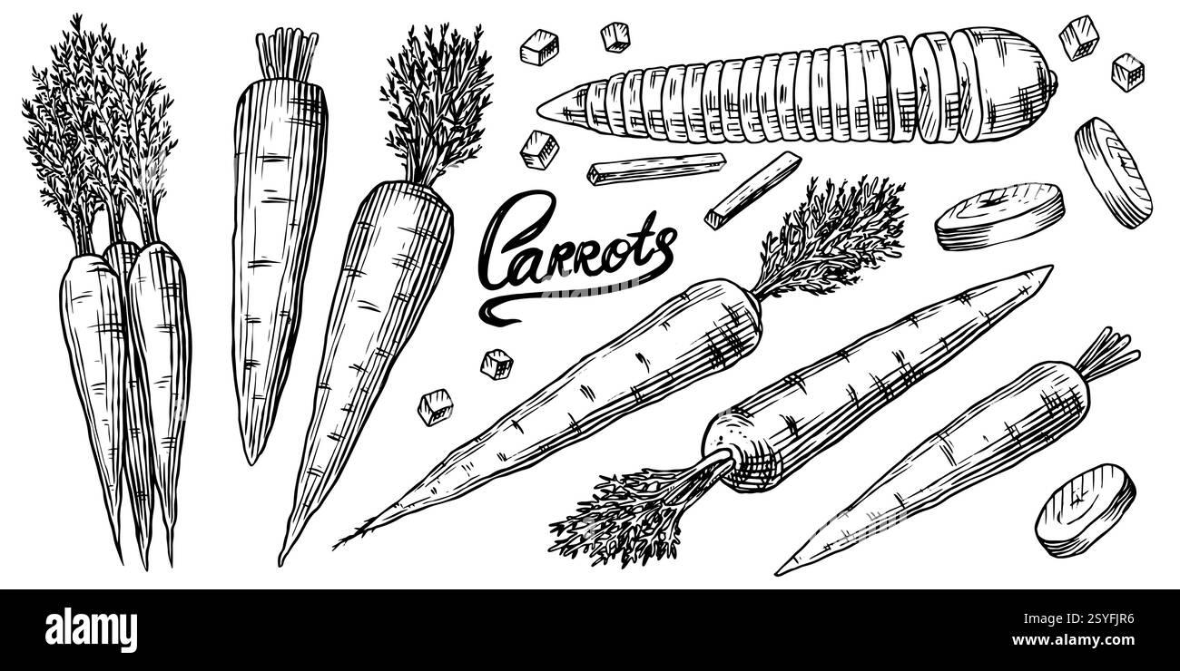 Raccolta di carote fresche. Verdure sane e gustose disegnate a mano per il mercato alimentare o agricolo con piante. Fette e pezzi in vecchio inciso Illustrazione Vettoriale