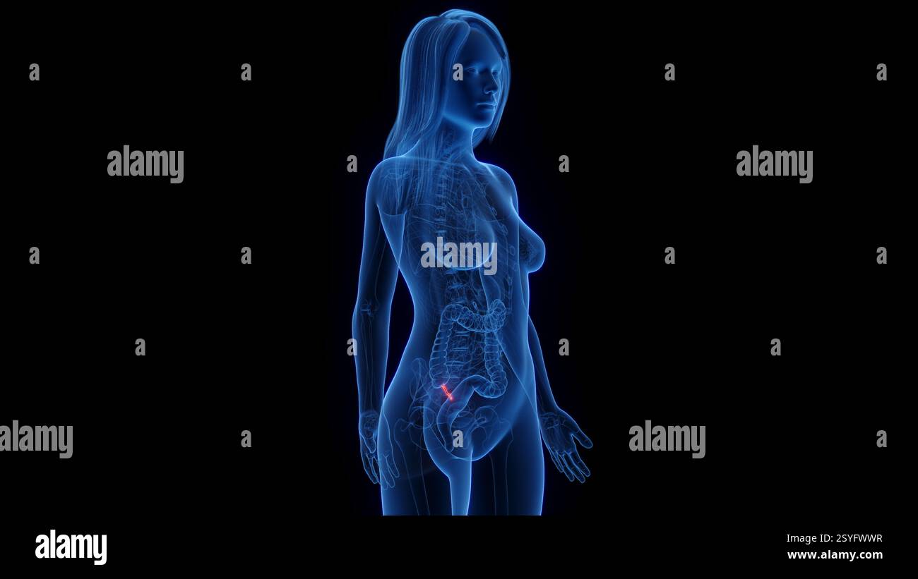 Appendice femminile, illustrazione. Foto Stock