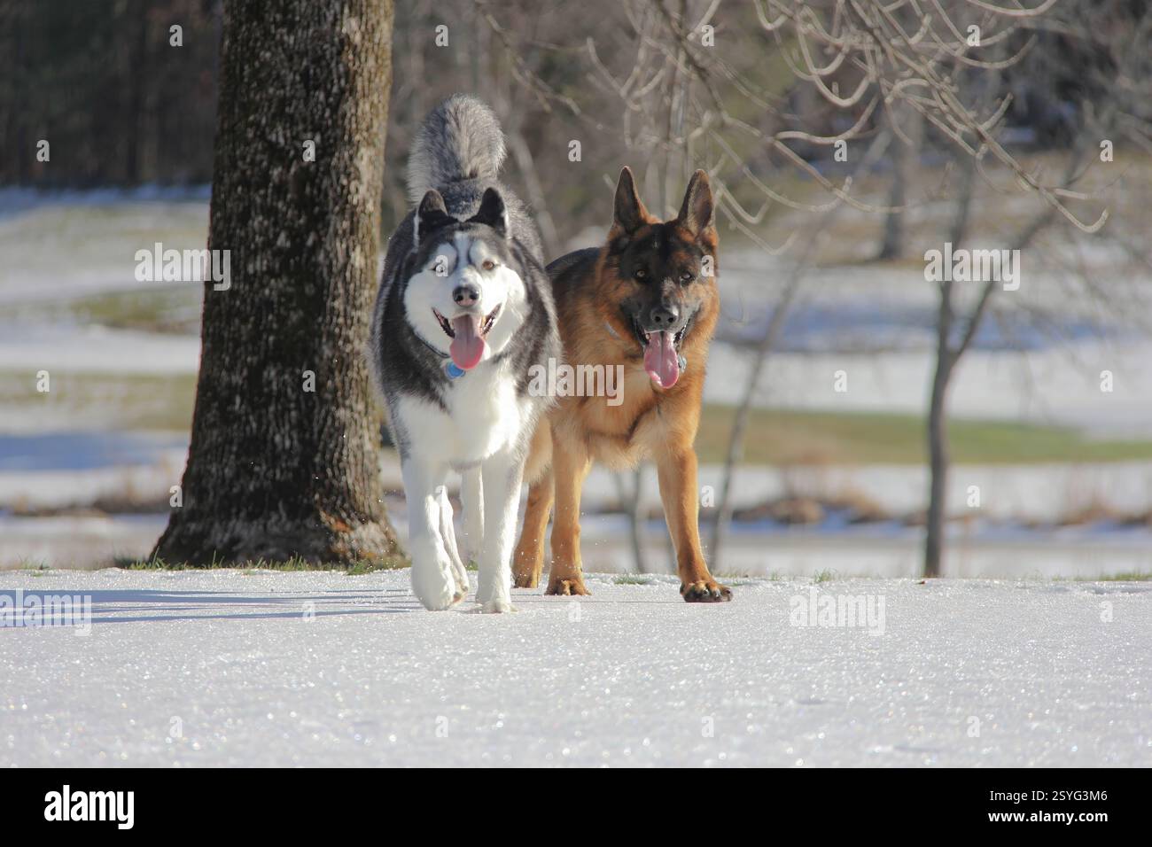 Husky e Pastore tedesco camminano insieme in un paesaggio invernale innevato Foto Stock