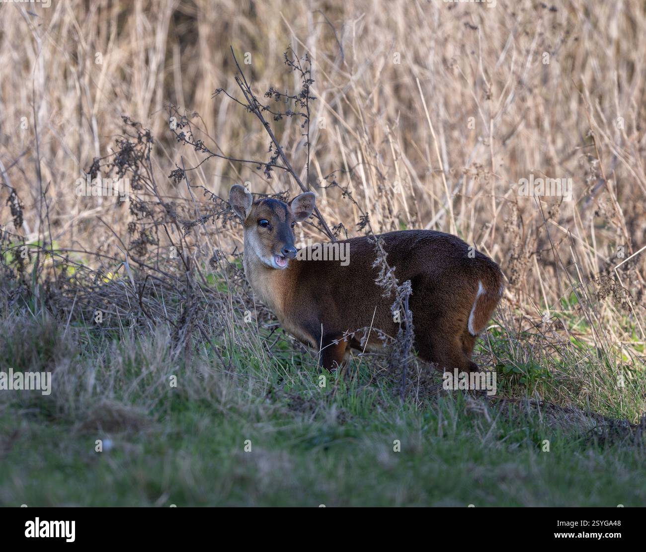 Reeves Muntjac Muntiacus reeves si affrettava a marciare con un sorriso sul viso, North Norfolk, Regno Unito Foto Stock