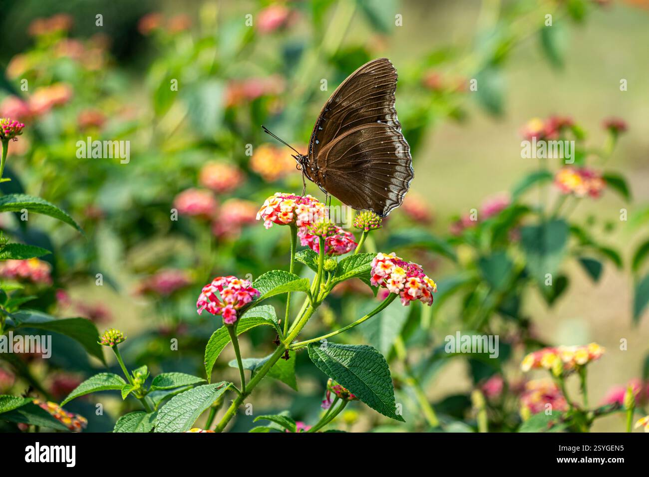 Lantana è una delle piante paesaggistiche più popolari. il comune lantana è un piccolo arbusto perenne con fiori gialli, arancioni o rossi Foto Stock