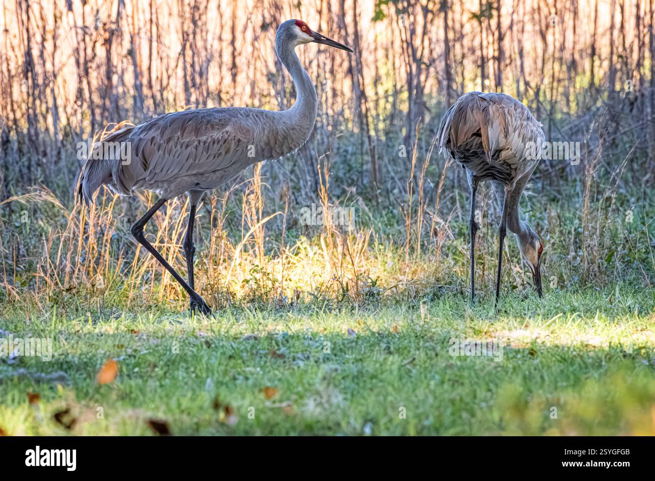 Sandhill Cranes (Antigone canadensis) presso il Paynes Prairie Preserve State Park a Micanopy, Florida, vicino a Gainesville. (USA) Foto Stock