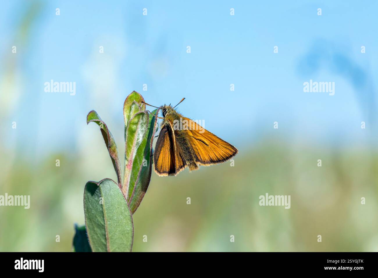Piccolo skipper; Thymelicus sylvestris; farfalla; Regno Unito Foto Stock