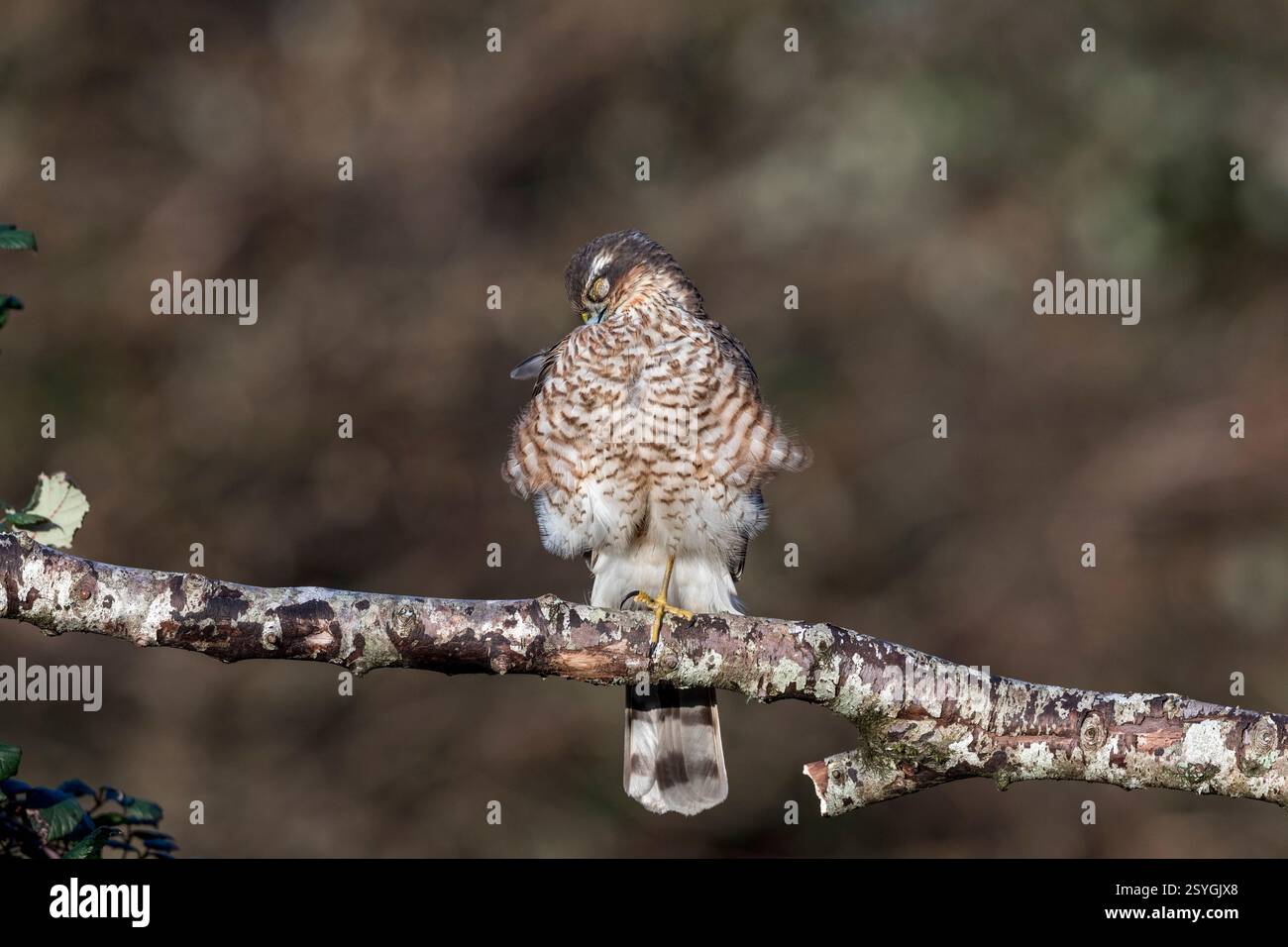 Sparrowhawk; Accipiter nisus; Giovanile; maschio; Regno Unito Foto Stock