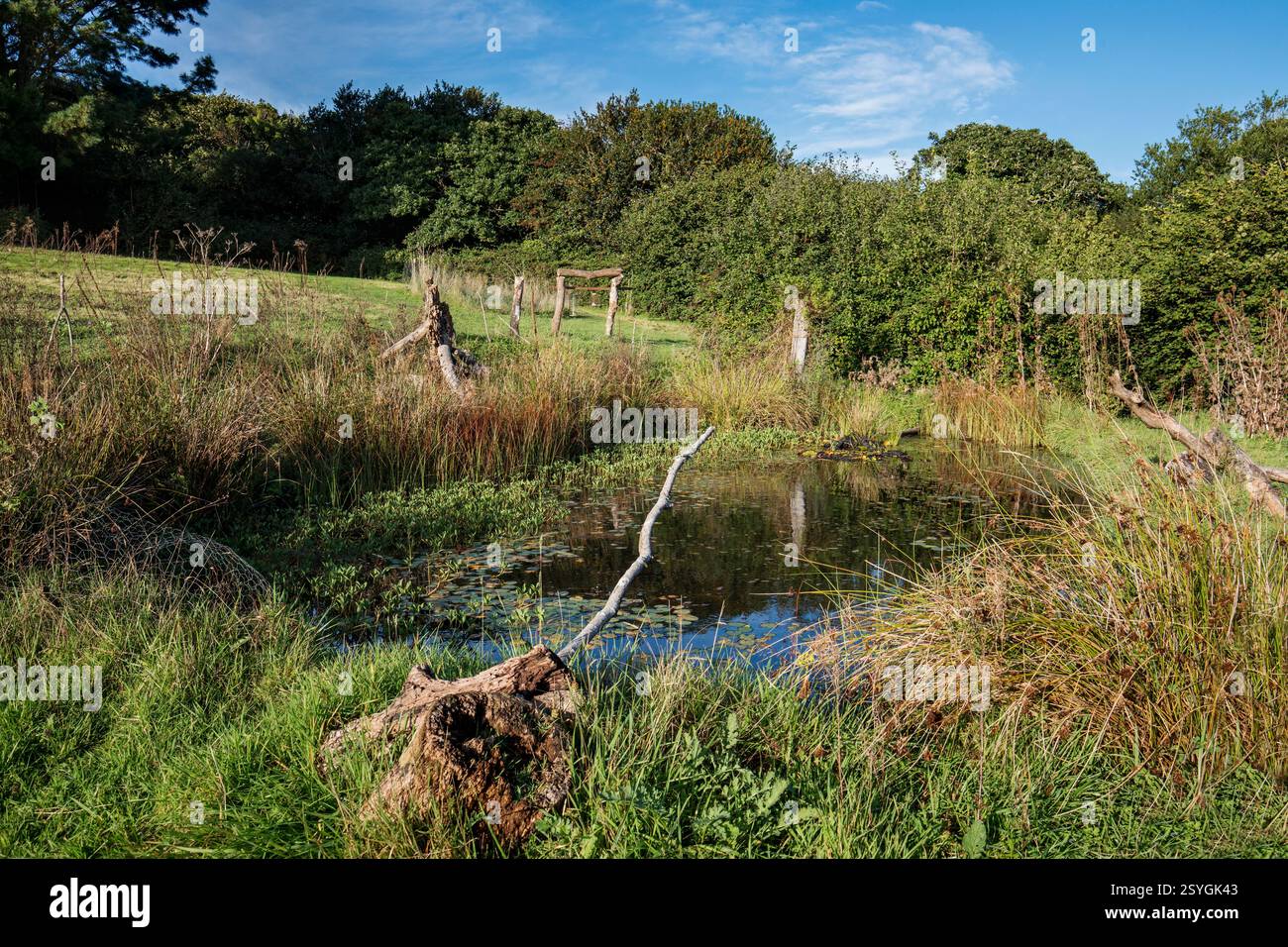 Wildlife Pond; Cornovaglia; Regno Unito Foto Stock