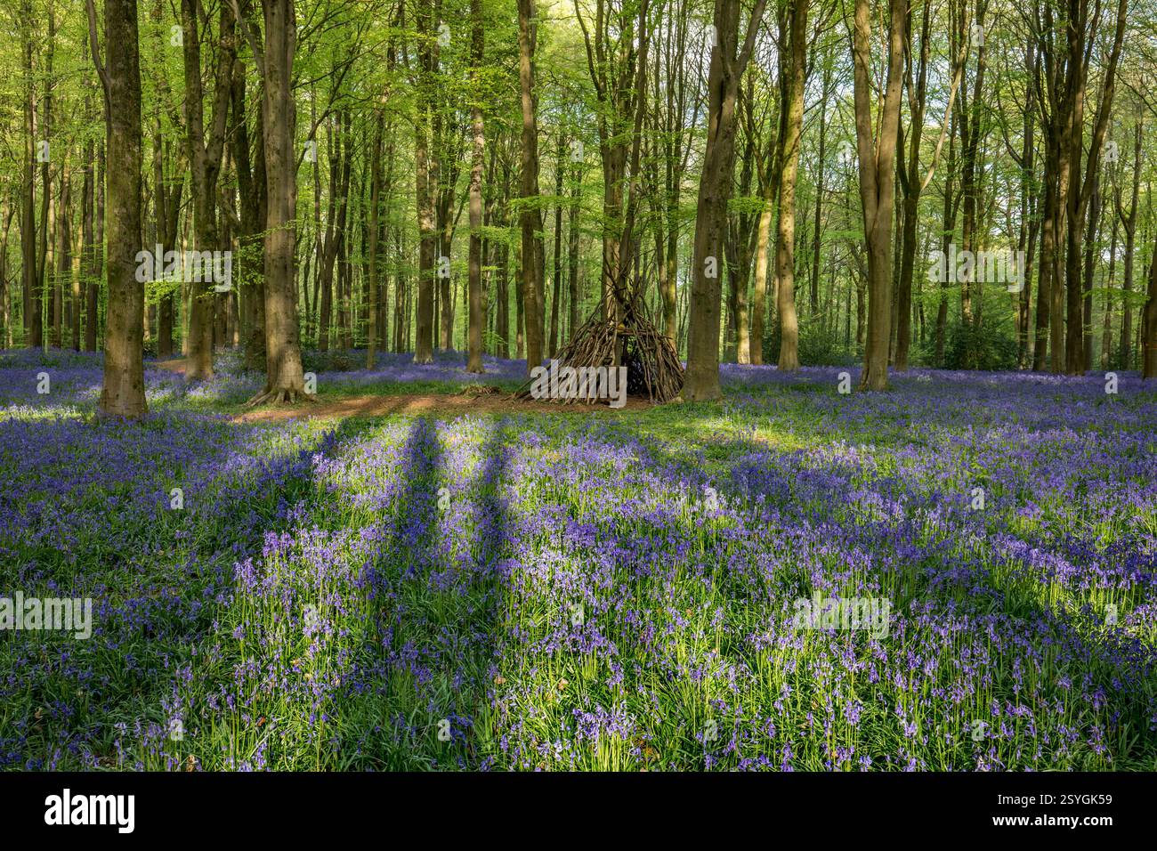 Bluebells; Hyacintoides non-scripta; fioritura; West Woods; Marlborough; Wiltshire, Regno Unito Foto Stock