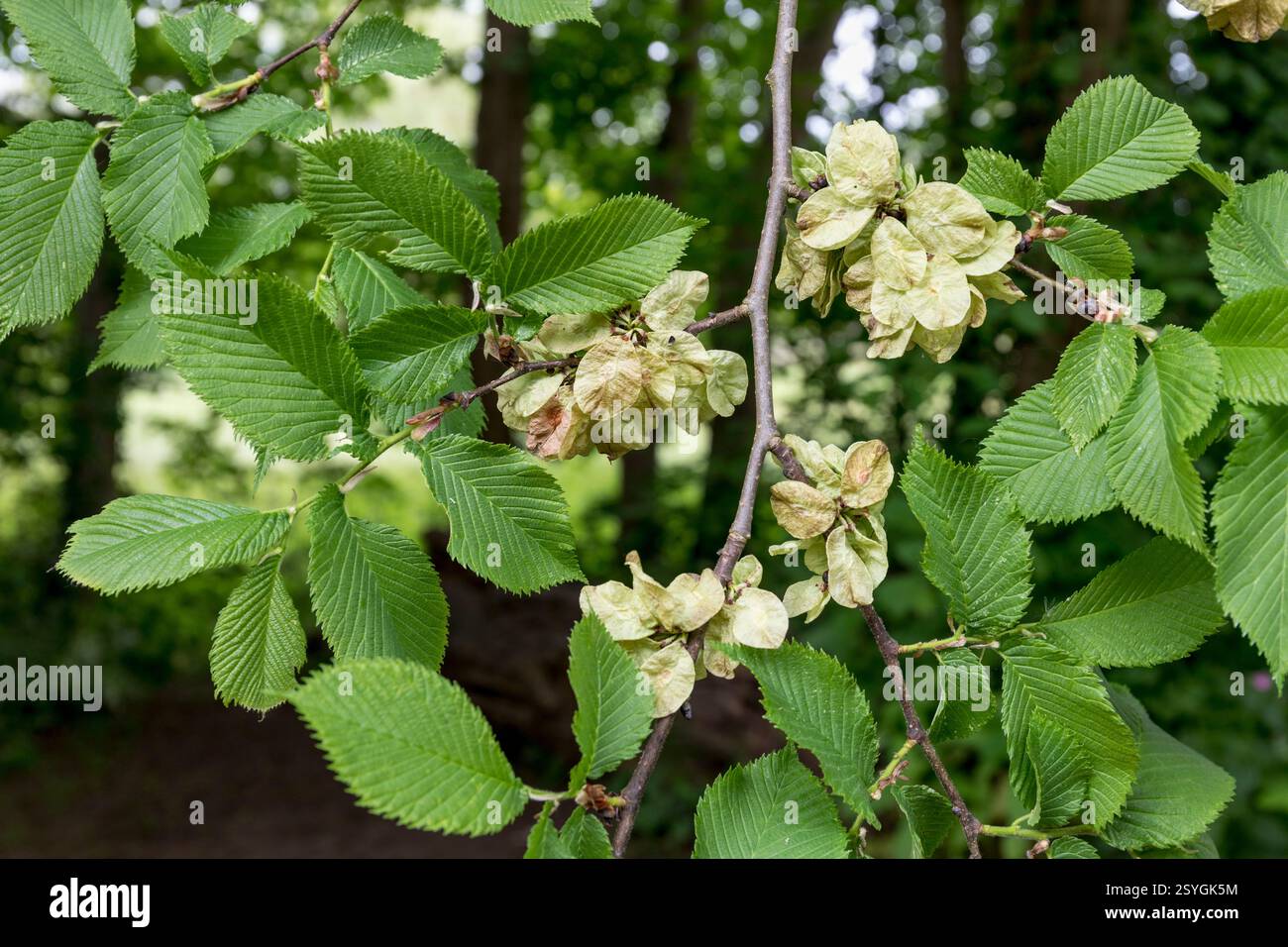 Wych Elm; Ulmus glabra; frutta; Regno Unito Foto Stock