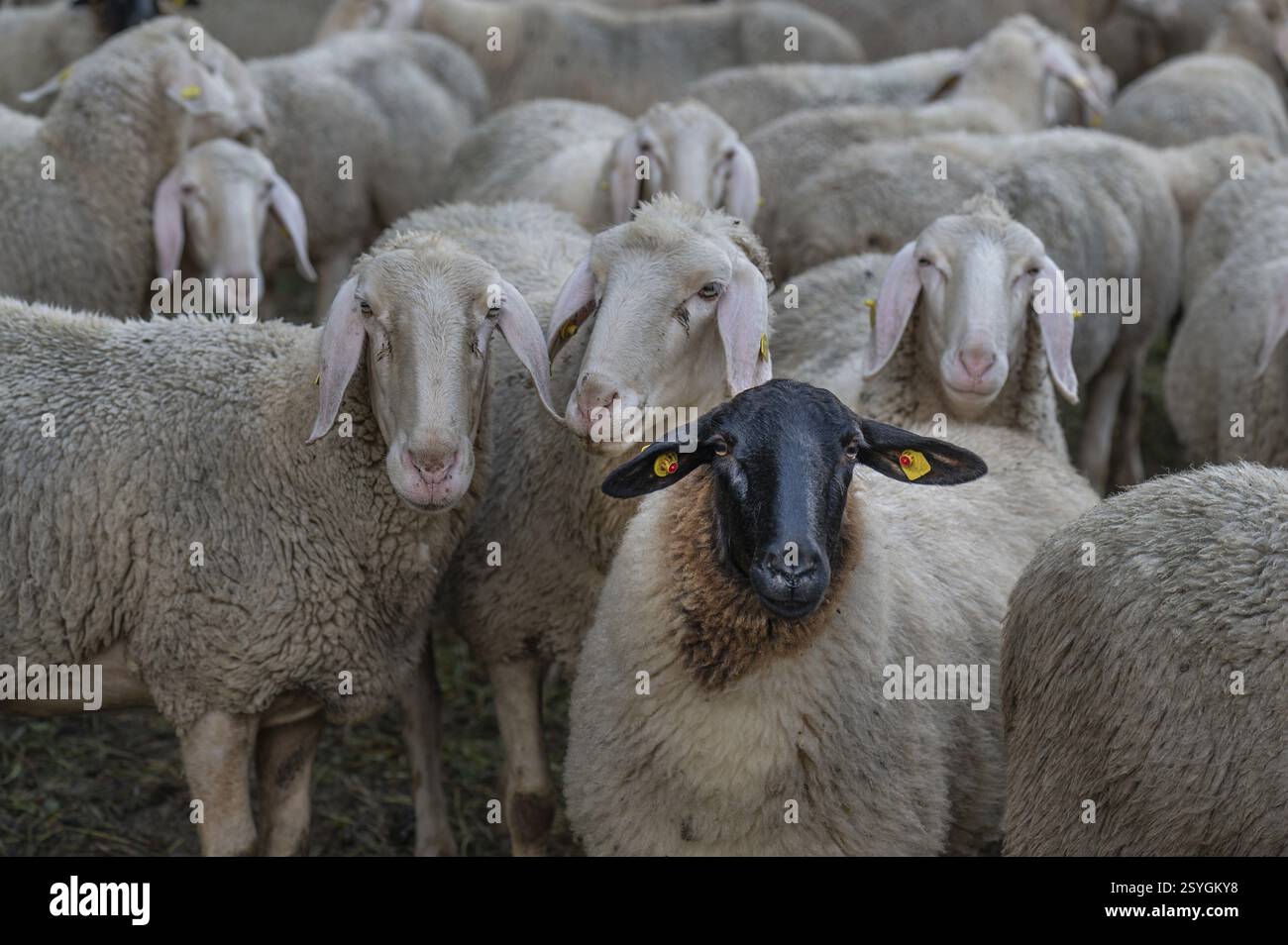 Pecora nera tra gli ovini merini nei pascoli, Thuisbrunn, alta Franconia, Baviera, Germania, Europa Foto Stock