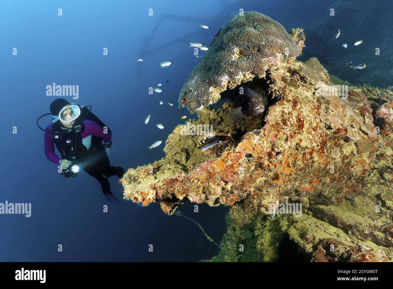 Sommergibile osservando la sovrastruttura della nave con ostriche spinose (Spondylus verius), cernie pavone (Cephalopholis argus), scuola di pesci a cuneo demoiselle (N Foto Stock