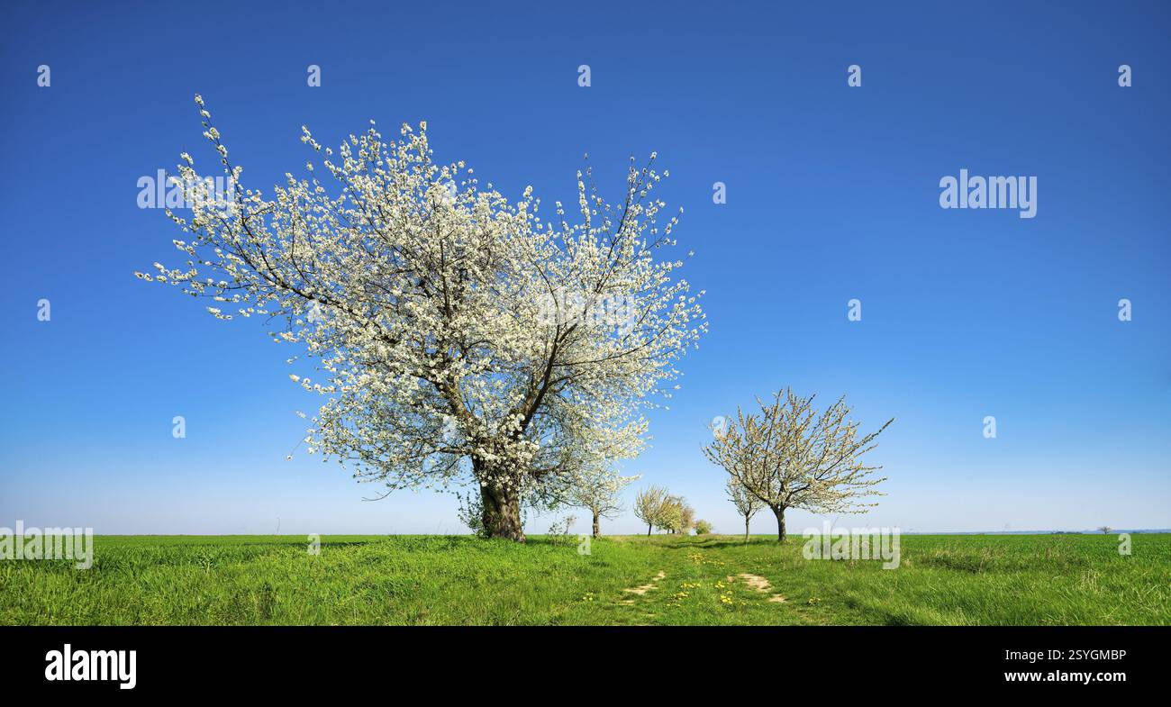 I ciliegi fioriscono lungo una strada di campagna attraverso campi verdi, Burgenlandkreis, Sassonia-Anhalt, Germania, Europa Foto Stock