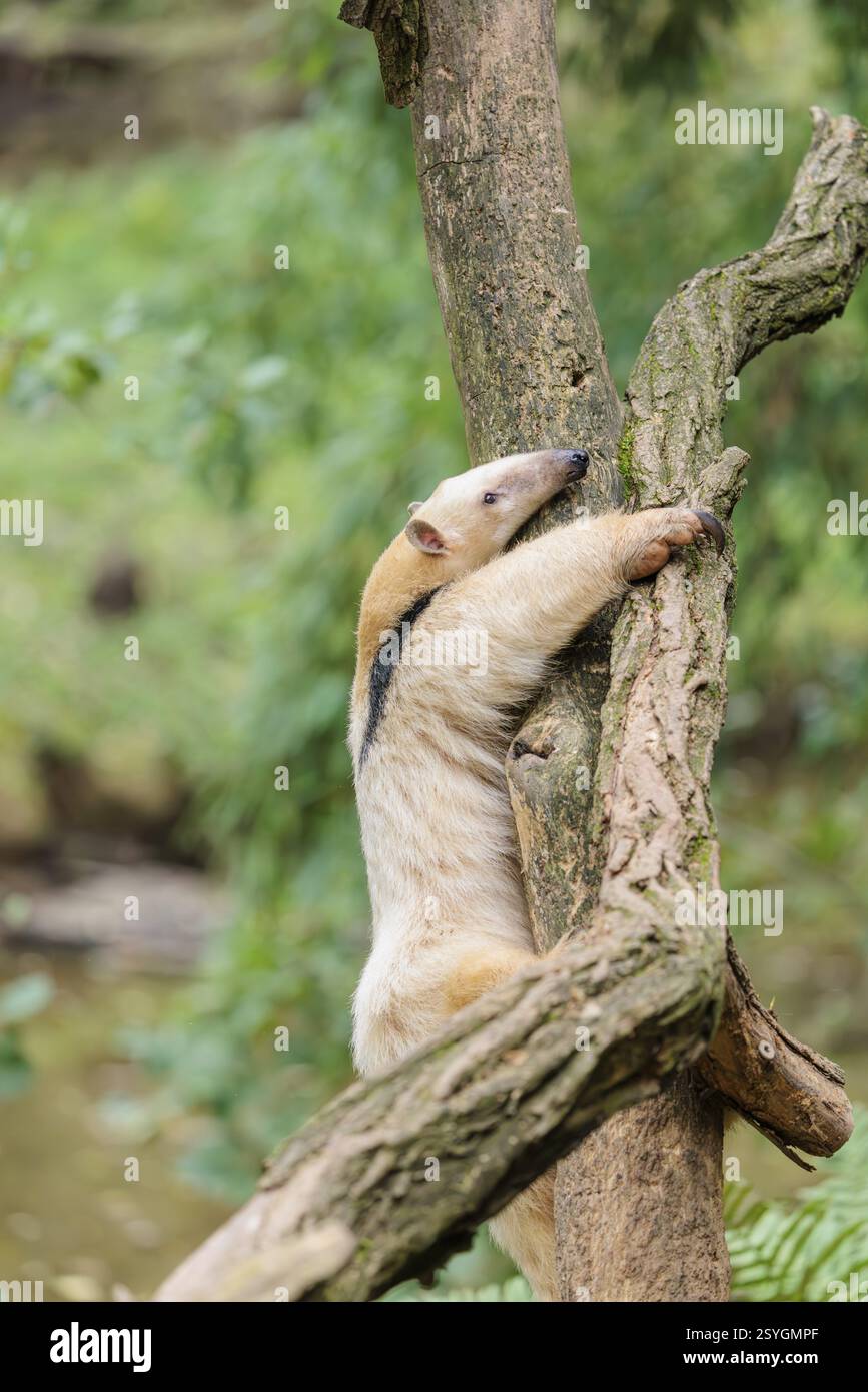 Un tamandua meridionale (Tamandua tetradactyla), sale su un albero in una foresta Foto Stock
