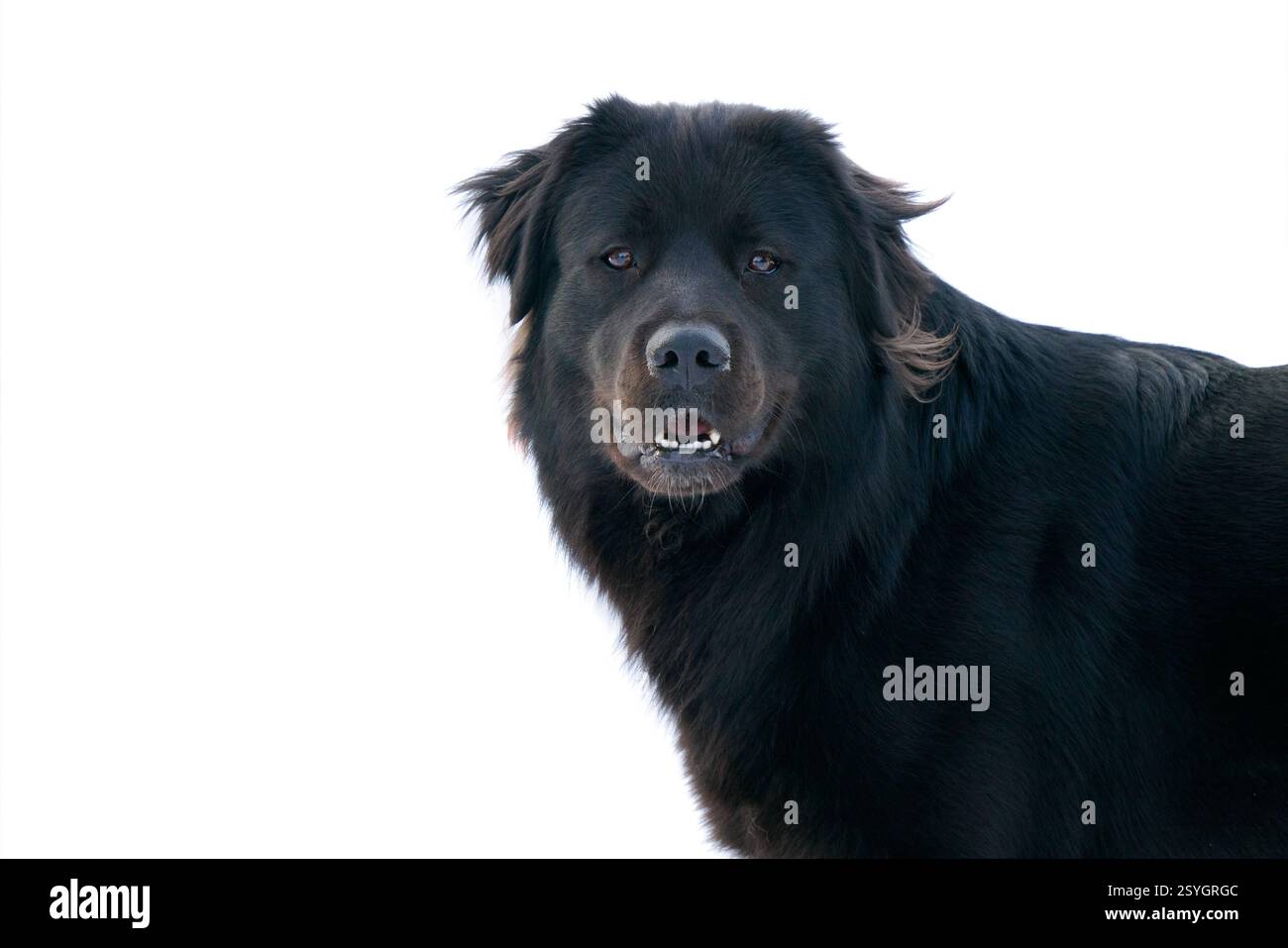 ritratto di cani neri isolati su sfondo bianco Foto Stock