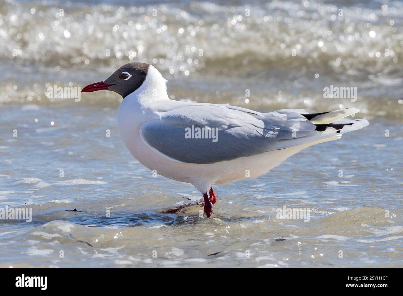 Gabbiano con cappuccio marrone, Elephant Bay, Pebble Island, Isole Falkland Foto Stock