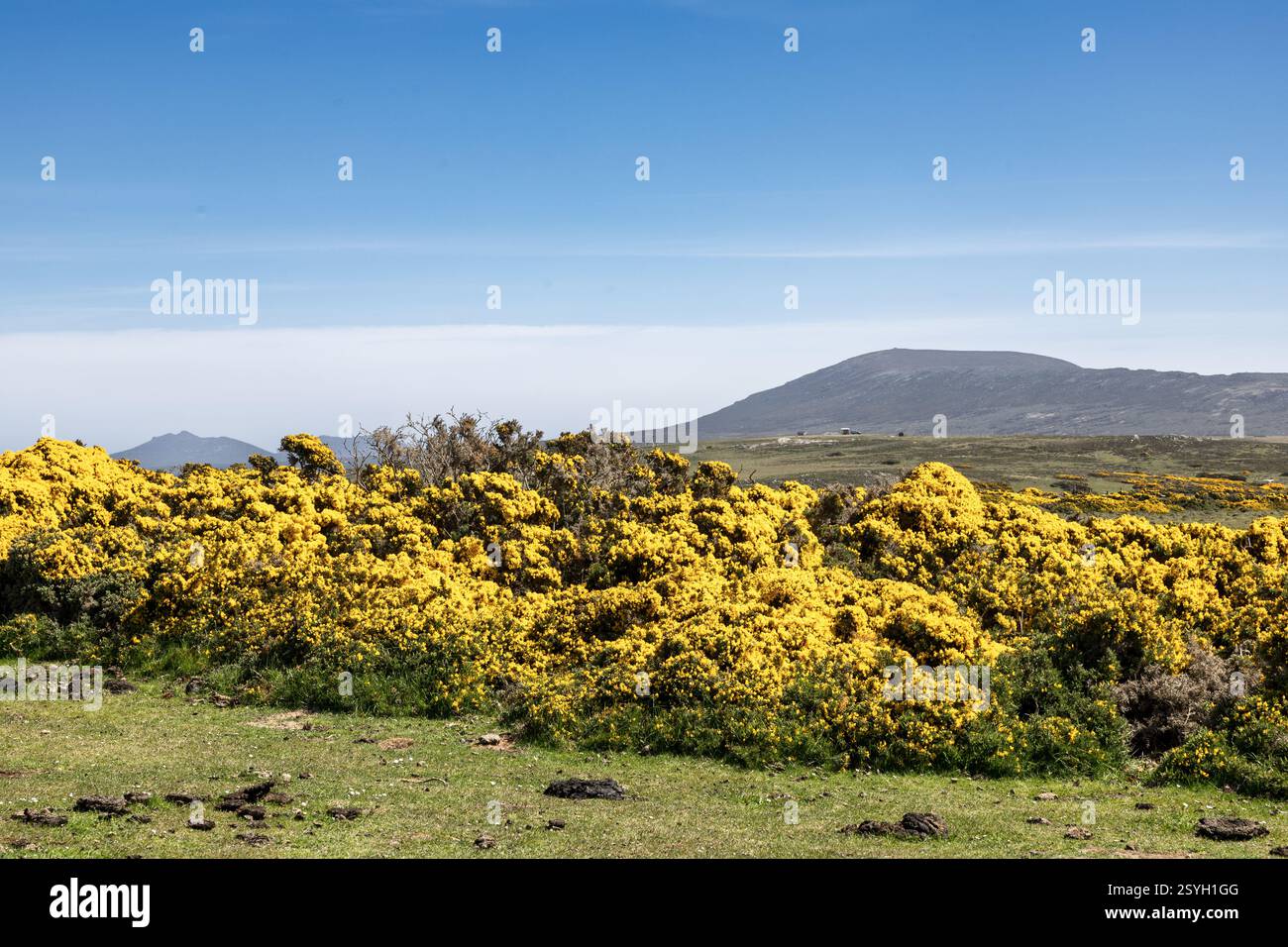 Gorse, pianta invasiva non nativa, Pebble Island, Isole Falkland Foto Stock