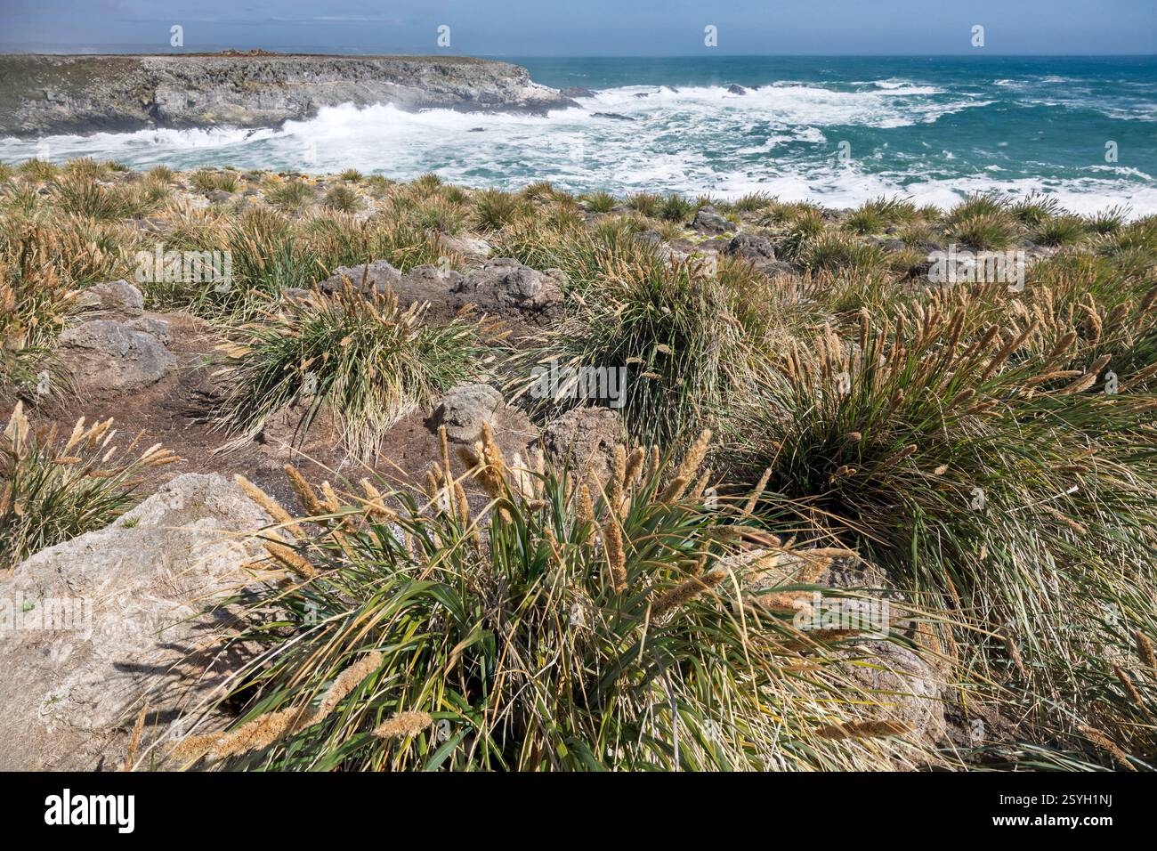 Tussac Grass, Poa flabellata, Seascape, Cape Bourgainville, East Island, isole Falkland Foto Stock
