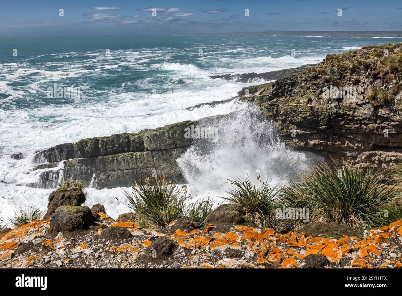 Tussac Grass, Poa flabellata, elegante lichene Sunburst, Rusavskia elegans, ex Xanthoria elegans, Seascape, Cape Bourgainville, East Island, Falkl Foto Stock