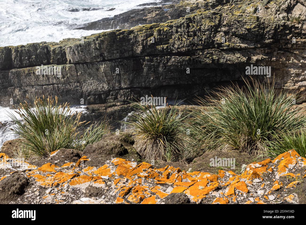Tussac Grass, Poa flabellata, elegante lichene Sunburst, Rusavskia elegans, ex Xanthoria elegans, Seascape, Cape Bourgainville, East Island, Falkl Foto Stock