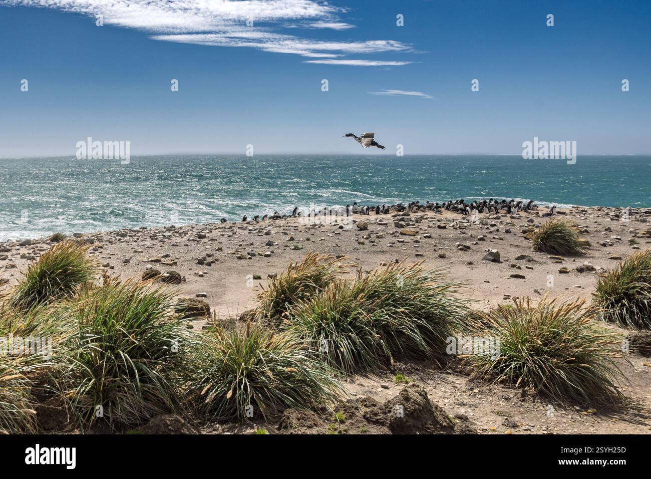 Pinguino di Rockhopper meridionale (occidentale) + colonia di cormorani imperiali, Capo Bourgainville, East Island, Isole Falkland Foto Stock