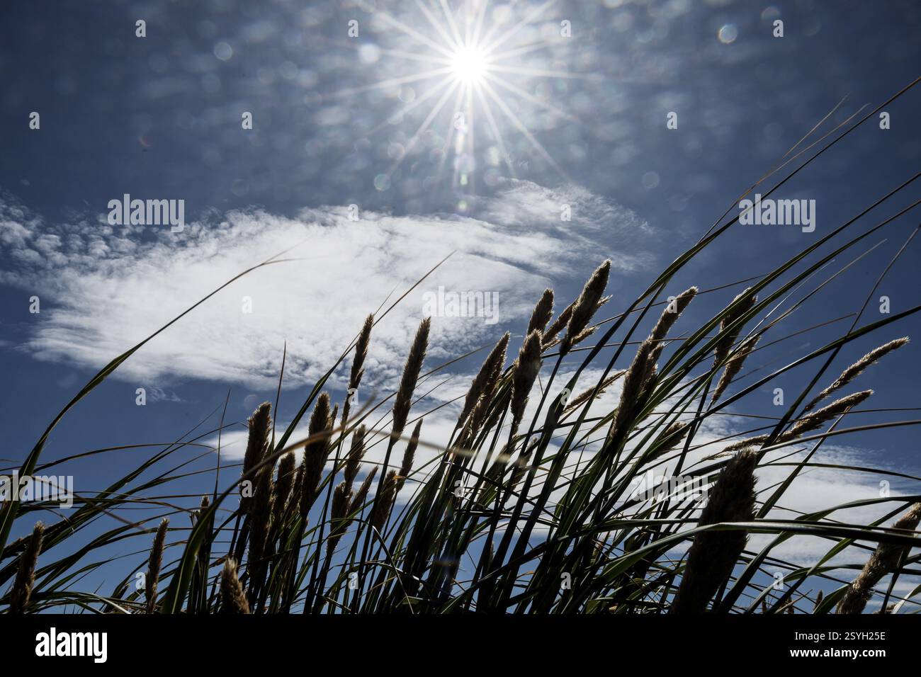 Tussac Grass, Poa flabellata, + Sun burst, Cape Bourgainville, East Island, isole Falkland Foto Stock