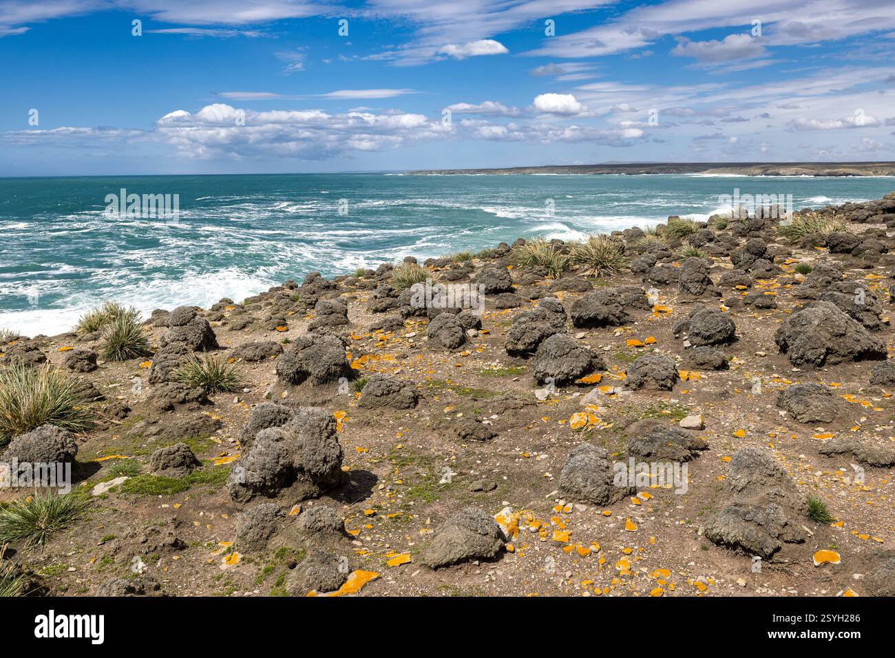 Tussac Grass, Poa flabellata, Seascape, Cape Bourgainville, East Island, isole Falkland Foto Stock