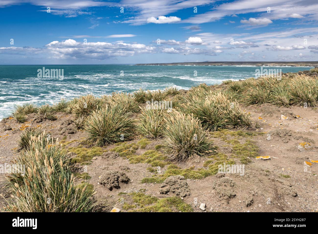 Tussac Grass, Poa flabellata, Seascape, Cape Bourgainville, East Island, isole Falkland Foto Stock