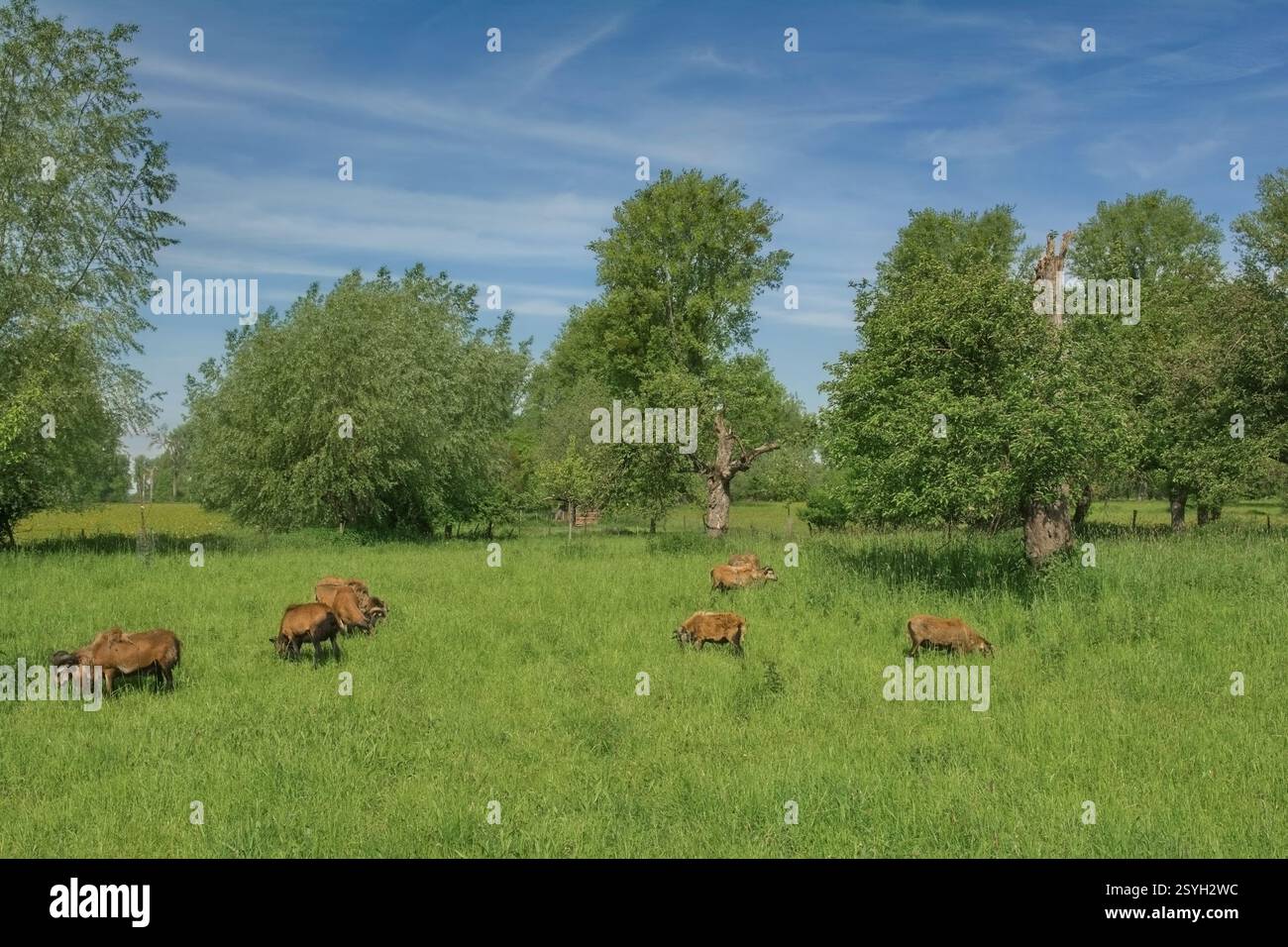 Pecora nana del Camerun nella riserva naturale di Urdenbacher Kämpe,pianura del fiume Reno,Düsseldorf,Germania Foto Stock