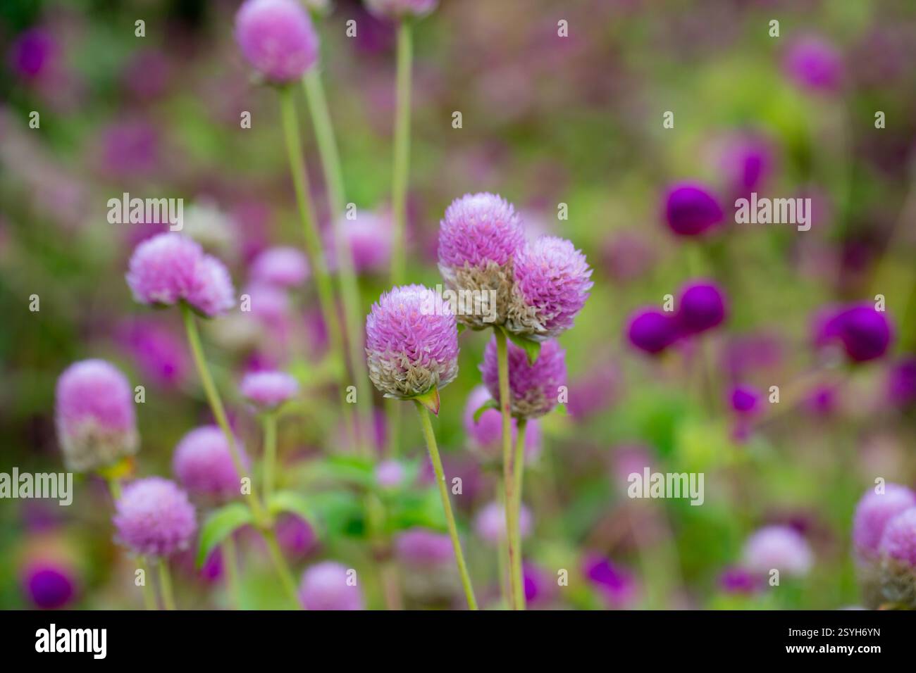 Primo piano Gomphrena Globosa fiorisce nel campo in mattinata selictive focus Foto Stock
