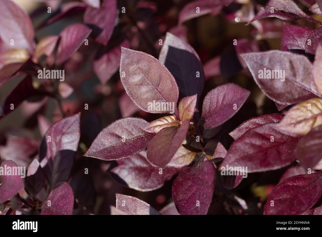 Alternanthera Purple Prince è una pianta ornamentale con foglie rosse, di solito piantata sui fianchi della strada o nei parchi cittadini. Foto Stock
