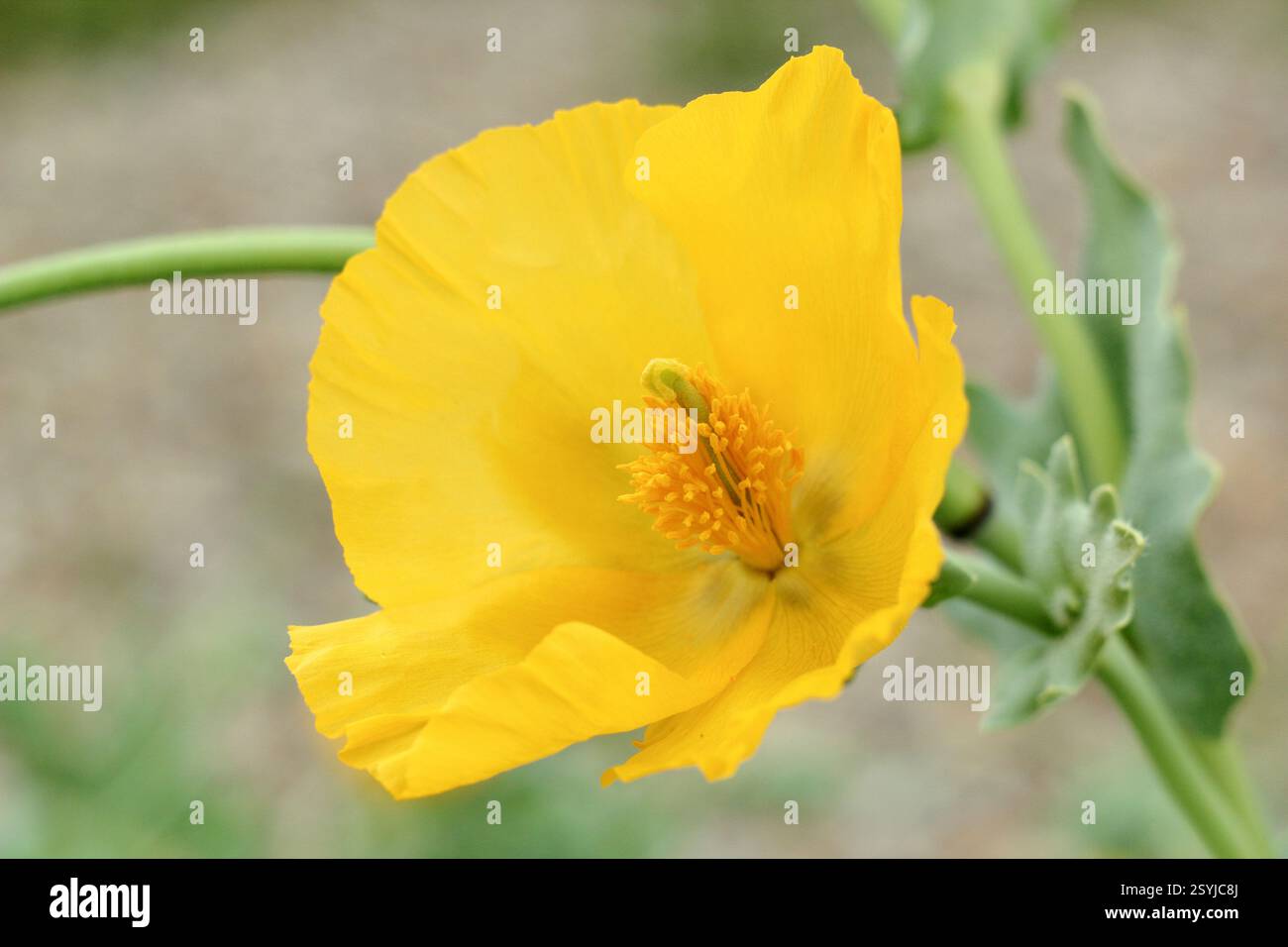 Glaucium flavum. Papavero dalle corna gialle, un fiore selvatico costiero indigeno che cresce sulla spiaggia di ciottoli di Aldeburgh, Suffolk, Inghilterra, Regno Unito. Foto Stock Glaucium flavum. Papavero dalle corna gialle, un fiore selvatico costiero indigeno che cresce sulla spiaggia di ciottoli di Aldeburgh, Suffolk, Inghilterra, Regno Unito. Foto Stock