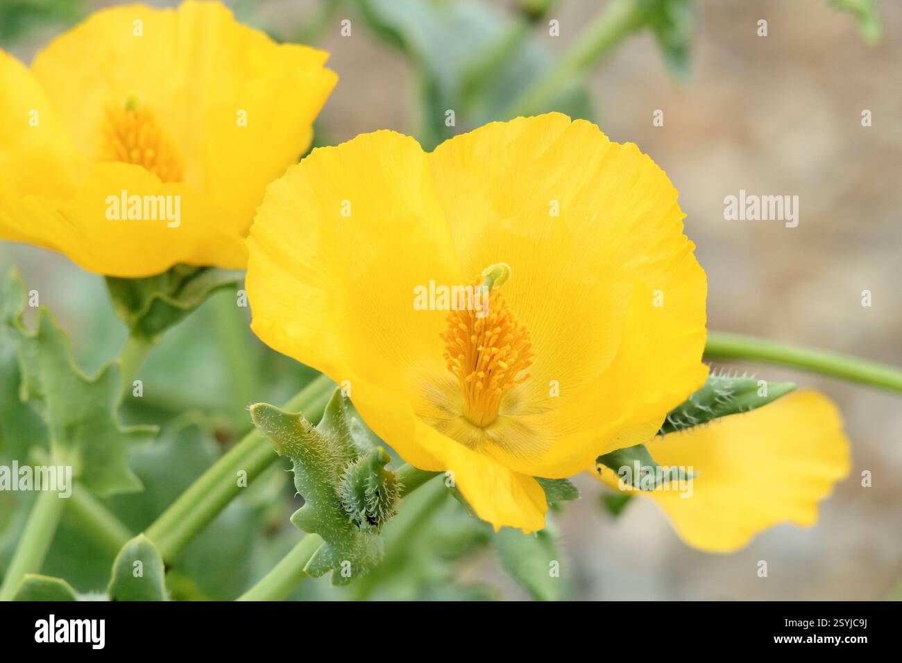 Glaucium flavum. Papavero dalle corna gialle, un fiore selvatico costiero indigeno che cresce sulla spiaggia di ciottoli di Aldeburgh, Suffolk, Inghilterra, Regno Unito. Foto Stock Glaucium flavum. Papavero dalle corna gialle, un fiore selvatico costiero indigeno che cresce sulla spiaggia di ciottoli di Aldeburgh, Suffolk, Inghilterra, Regno Unito. Foto Stock