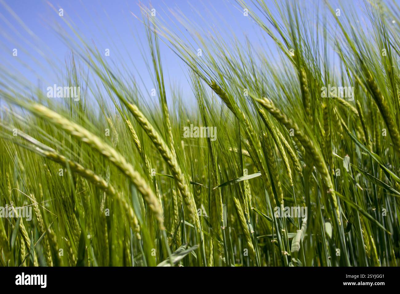 Grano in un campo in primavera Foto Stock