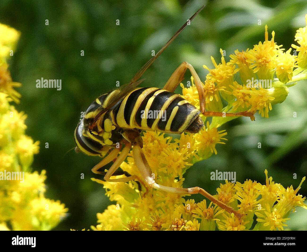 Eastern Hornet Fly (Spilomyia longicornis), Insecta, Warren, VT 05674, Stati Uniti Foto Stock