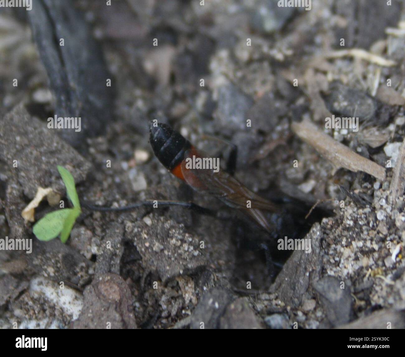 Vespa di sabbia con cintura rossa (Ammophila sabulosa), Insecta, Dąbrowa, Gdynia, Polska, scavare Foto Stock