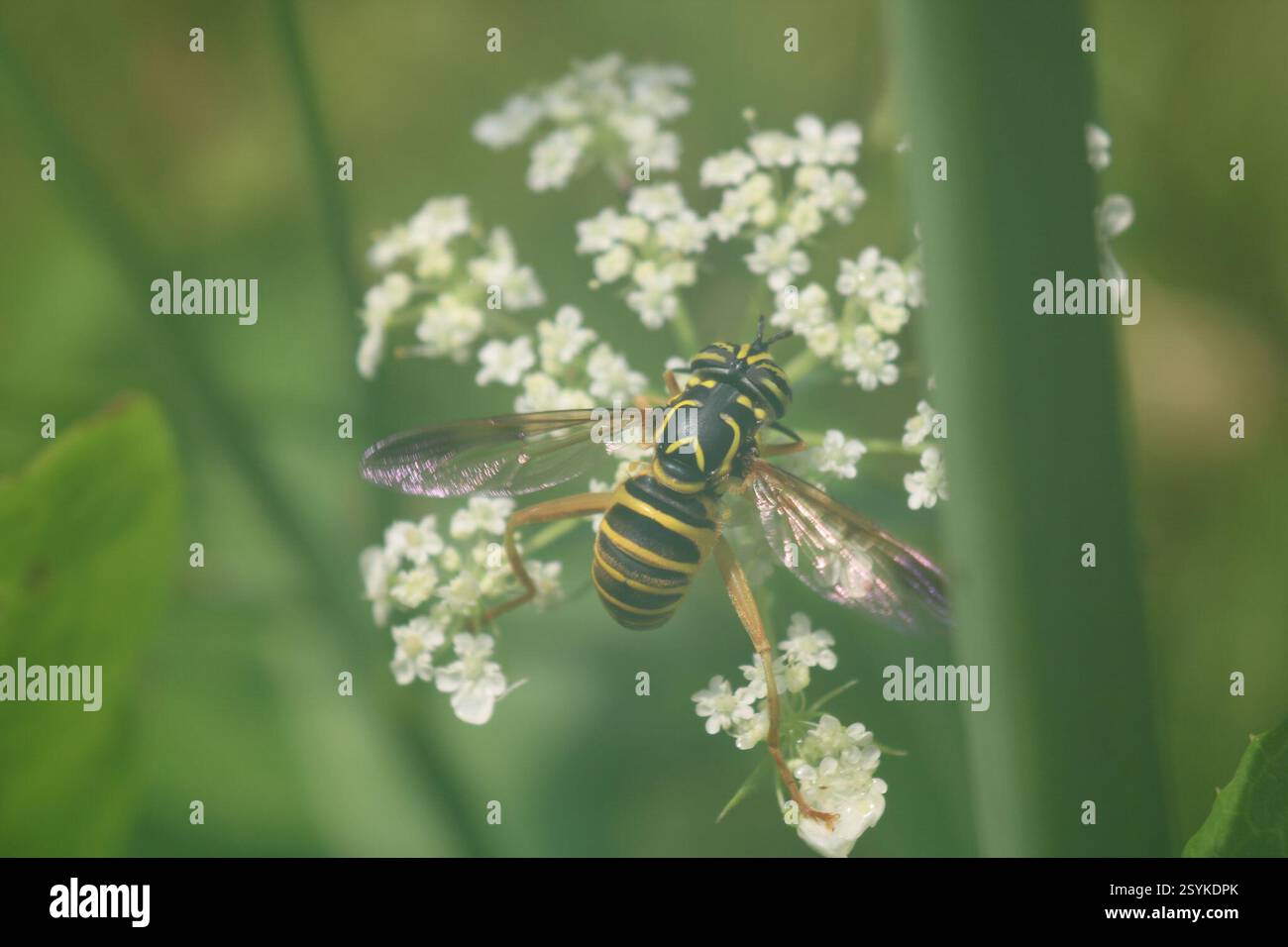Eastern Hornet Fly (Spilomyia longicornis), Insecta, Medway, London, ON, Canada Foto Stock