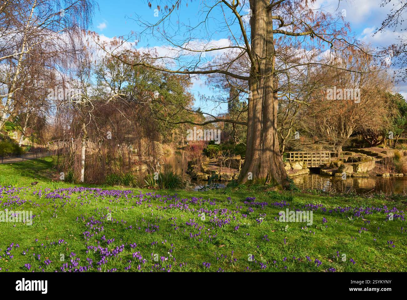 Regent's Park nelle prime ore della primavera, con fiori, vicino alla zona dei giardini giapponesi, Londra Regno Unito Foto Stock