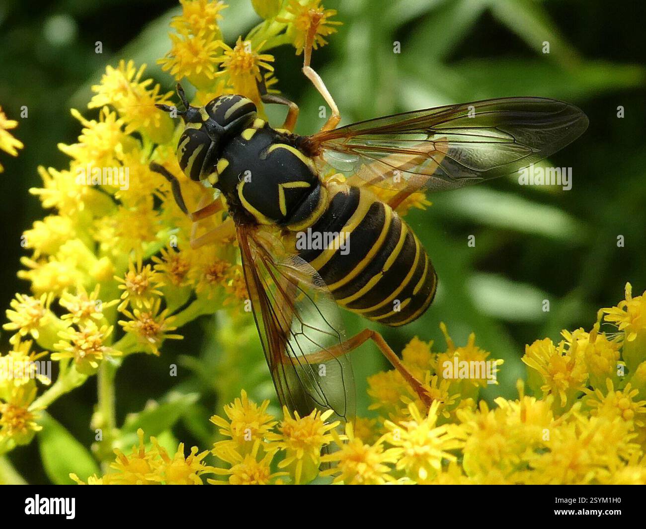 Eastern Hornet Fly (Spilomyia longicornis), Insecta, Warren, VT 05674, Stati Uniti Foto Stock