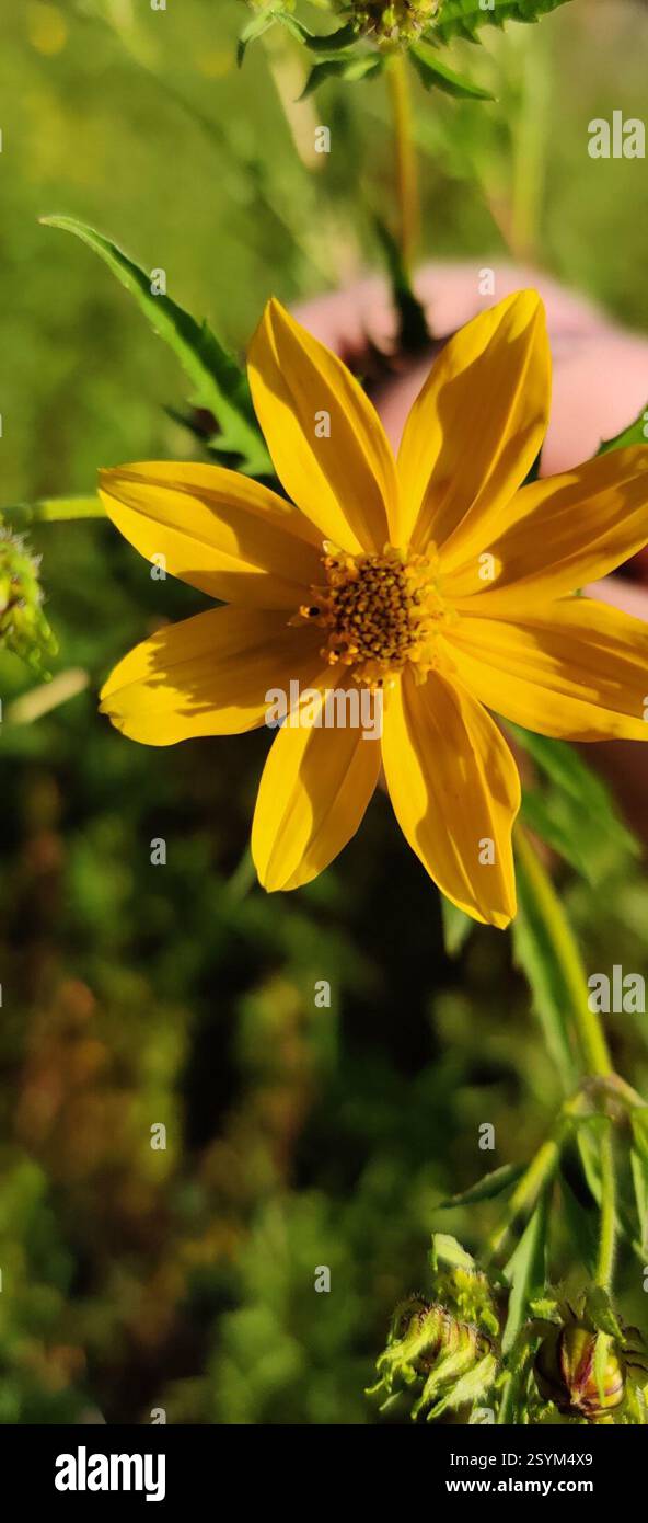 Bearded Beggarticks (Bidens aristosa), Plantae, Paulding County, US-OH, US Foto Stock