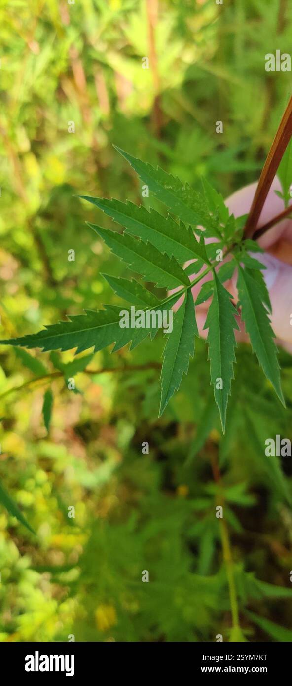 Bearded Beggarticks (Bidens aristosa), Plantae, Paulding County, US-OH, US Foto Stock